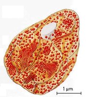  Obrzek: Struktura chromoplastu