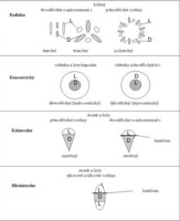  Obr�zek: Typy svazk� c�vn�ch