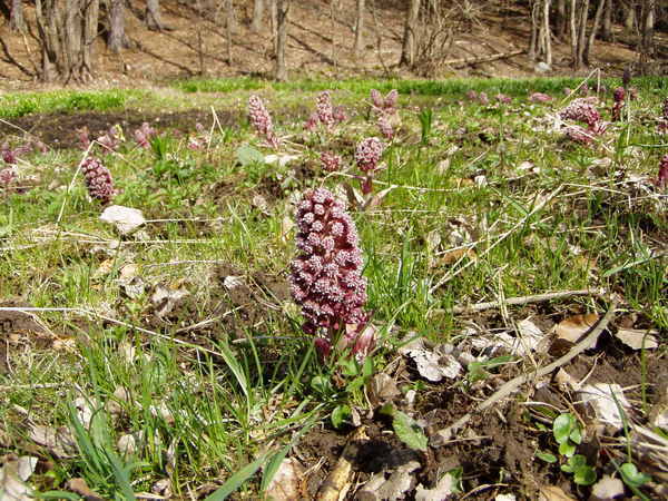 Petasites hybridus